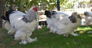 Paçalı horoz çeşitleri nelerdir?