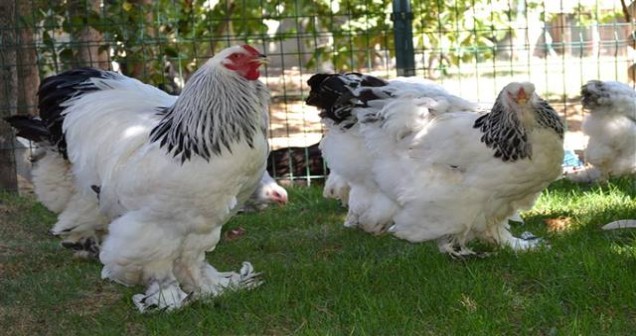 Paçalı horoz çeşitleri nelerdir?